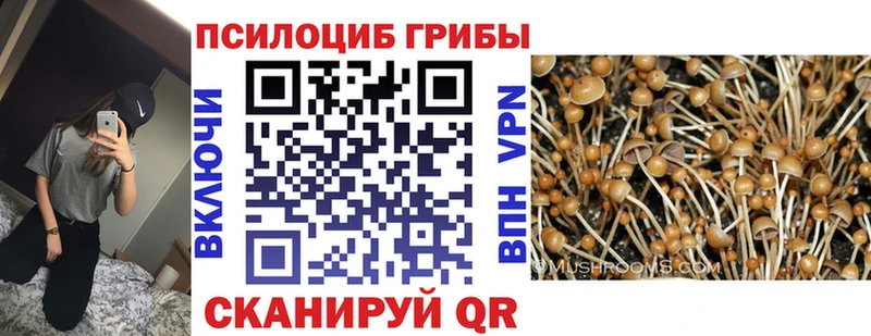 Псилоцибиновые грибы Psilocybine cubensis  Шебекино 